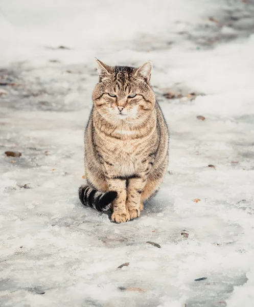 Graue Katze im Freien — Stockfoto