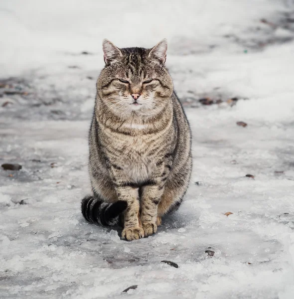 Grijze kat buiten — Stockfoto