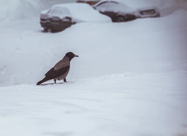 雪中的灰乌鸦 — 图库照片