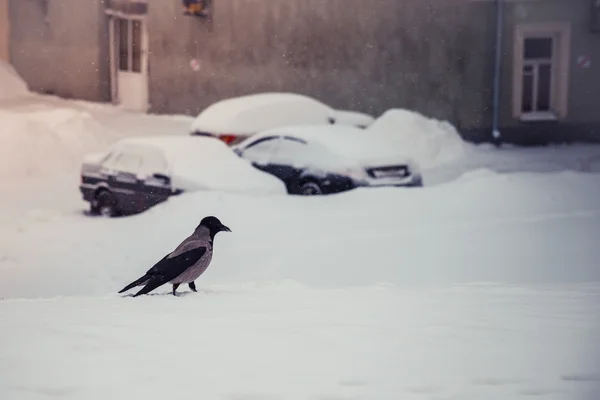 Corbeau gris dans la neige — Photo