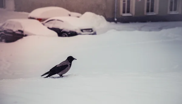 Cuervo gris en la nieve —  Fotos de Stock