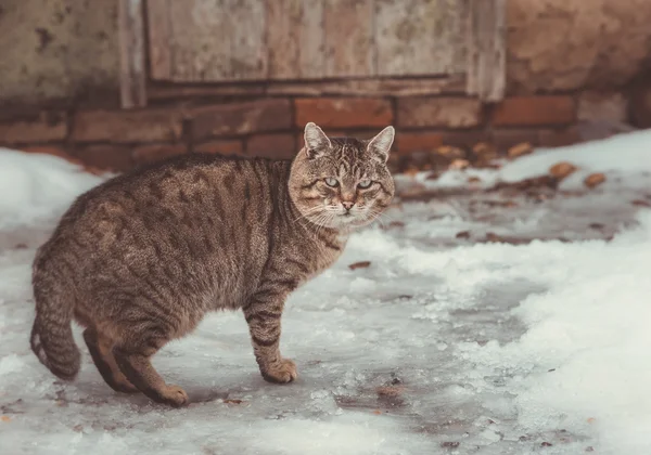 Grey cat outdoors — Stock Photo, Image