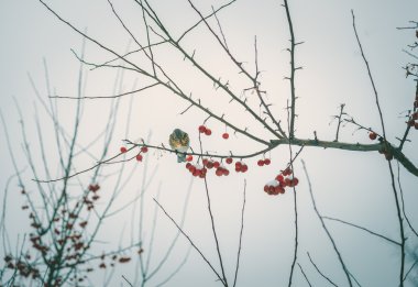 Şehir parkında kış mevsimi