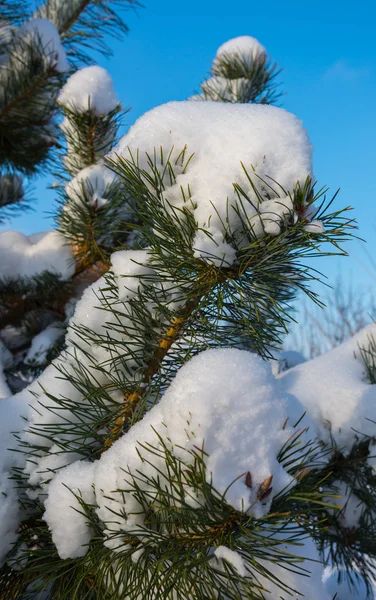 Árbol Cubierto Nieve — Foto de Stock
