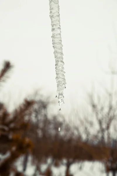 Evin Çatısında Buz Saçağı Eriyor — Stok fotoğraf