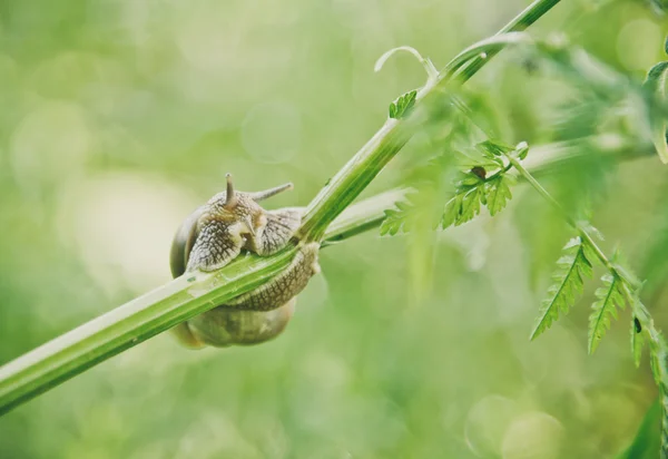 Slak op een gras — Stockfoto