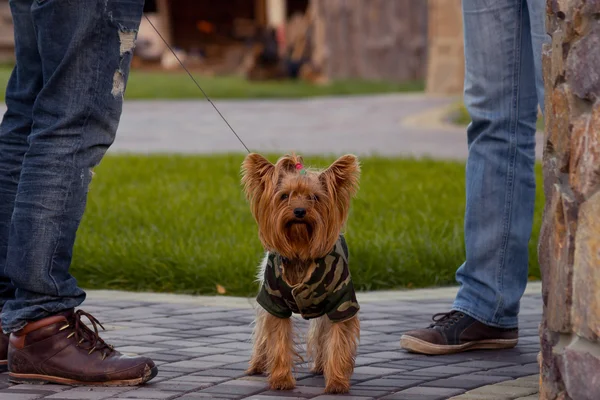 Pies z Yorkshire Terrier — Zdjęcie stockowe