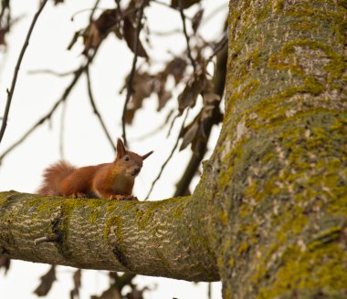 bir ağaç dalında sincap