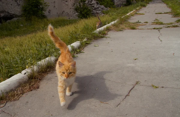 Piccolo gatto rosso — Foto Stock