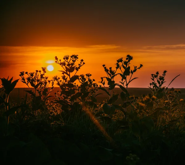 Mooi oranje zonsondergang — Stockfoto