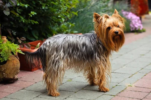 Pies z Yorkshire Terrier — Zdjęcie stockowe