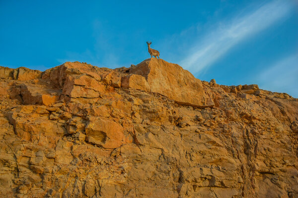 Gazelle in the mountain