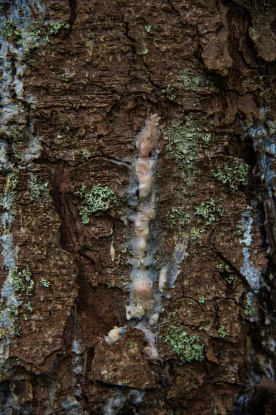 Boisku Sosny Pniu Drzewa — Zdjęcie stockowe