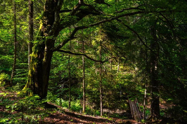 Karpaten Wald Sommer Ukraine — Stockfoto