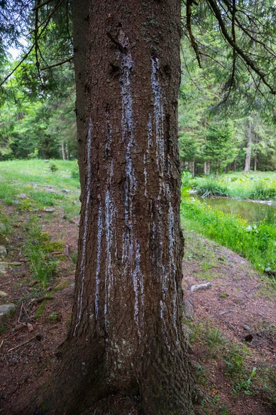 Pryskyřice borovice. Pohoří Karpat — Stock fotografie