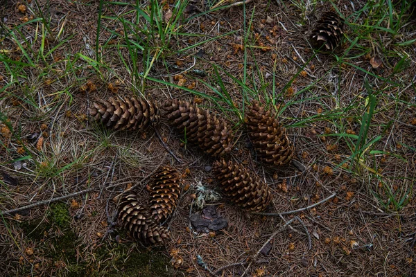 Forêt Des Carpates Été Ukraine — Photo