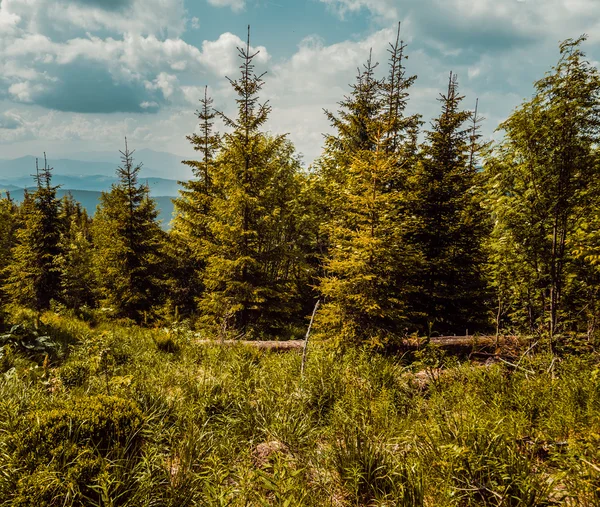 Ліс Карпати Влітку Україна — стокове фото