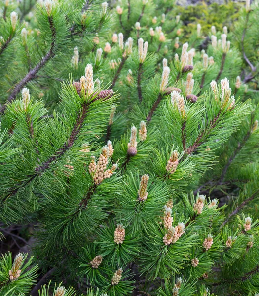 Carpathian fir trees — Stock Photo, Image