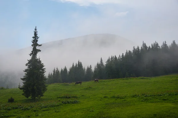 Karpatlar dağlar, Ukrayna — Stok fotoğraf