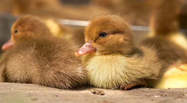 Musk duck ducklings — Stock Photo, Image