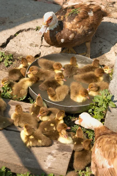 Musk duck ducklings — Stock Photo, Image