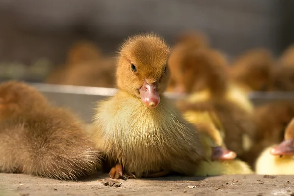 Musk duck ducklings — Stock Photo, Image