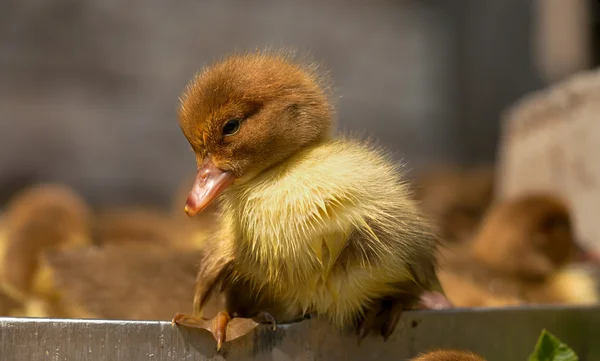 Musk duck ducklings — Stock Photo, Image