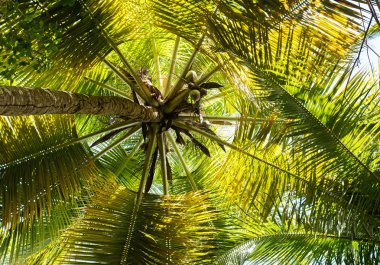 palmiye ağacı taç