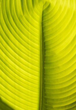 Yeşil yaprak yakın plan