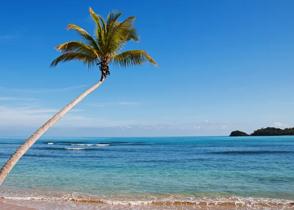 Palmo tropicale sulla spiaggia — Foto Stock