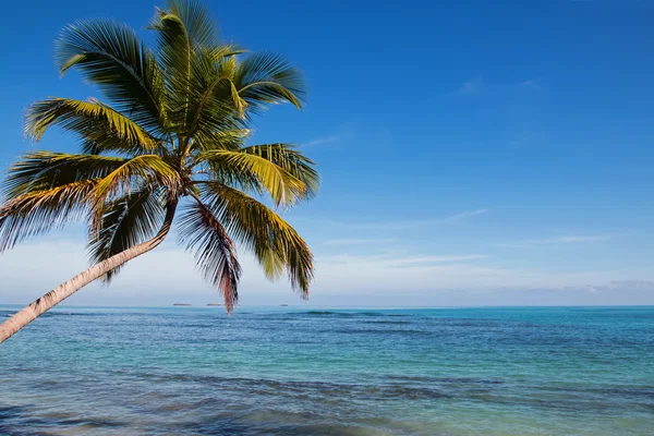 Palmo tropicale sulla spiaggia — Foto Stock