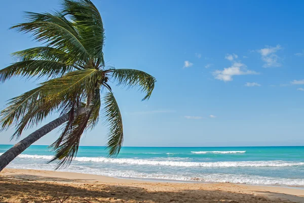 Palmo tropicale sulla spiaggia — Foto Stock