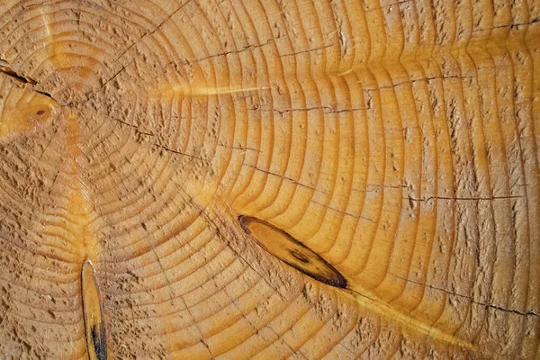 Texture of the cut tree trunk, close-up. — Stock Photo, Image