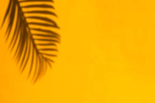 明亮的黄墙背景上的热带棕榈叶阴影. — 图库照片