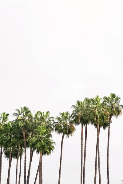 Hoge palmbomen boven de hemel. — Stockfoto