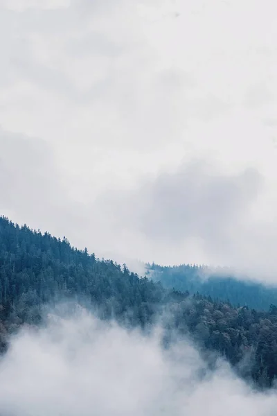 Foreste sempreverdi in montagna con basse nuvole sdraiate — Foto Stock