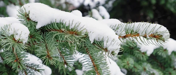 Fir brunches bedekt met sneeuw close-up. — Stockfoto