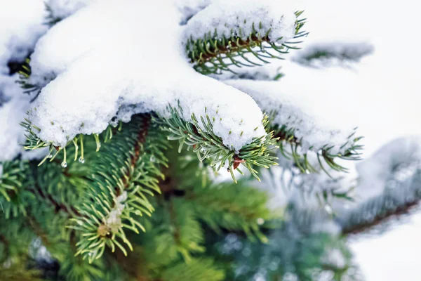 Evergreen sparren boom met verse sneeuw — Stockfoto