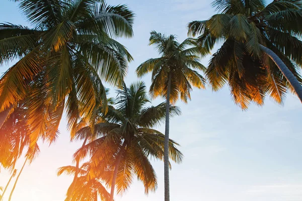 Palmbomen verlicht door warm zonlicht bij zonsondergang — Stockfoto