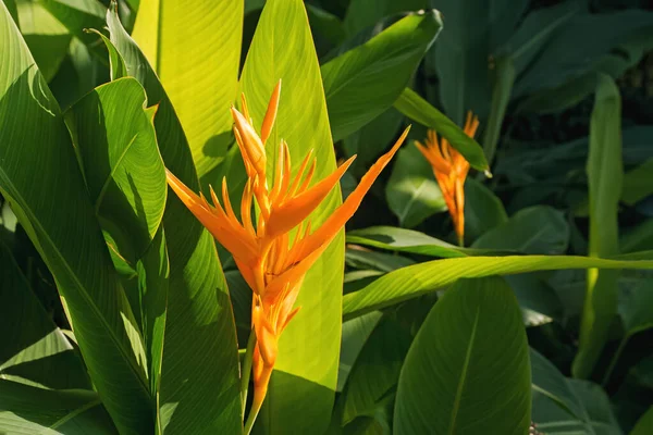 Piękna helikonia lub rajski kwiat tropikalny — Zdjęcie stockowe