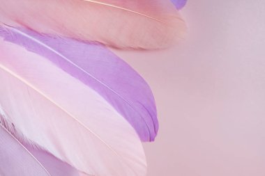 Pastel arka planda pembe tüyler. Tasarım şablonu, soyut arkaplan