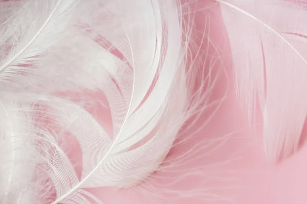 Feather Texture Close Abstract Background Pastel Pink Color Backdrop — Stock Photo, Image