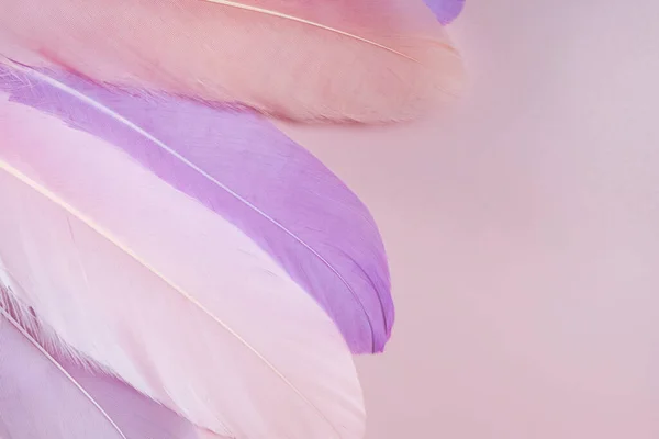 Rosa Fjädrar Pastell Bakgrund Designmall Abstrakt Bakgrund — Stockfoto
