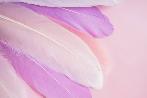 Rosa Fjädrar Pastell Bakgrund Designmall Abstrakt Bakgrund — Stockfoto