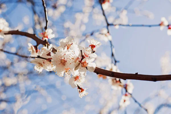 Blommande Träd Bruncher Närbild Bakgrunden Blå Himmel Våren Natur Blommig — Stockfoto