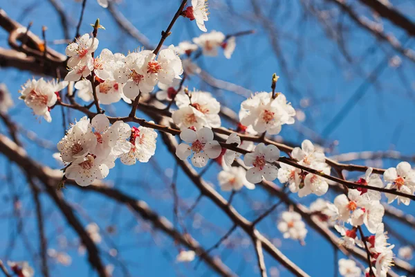 Blühender Baumbrunch Aus Nächster Nähe Vor Blauem Himmel Frühling Natur — Stockfoto