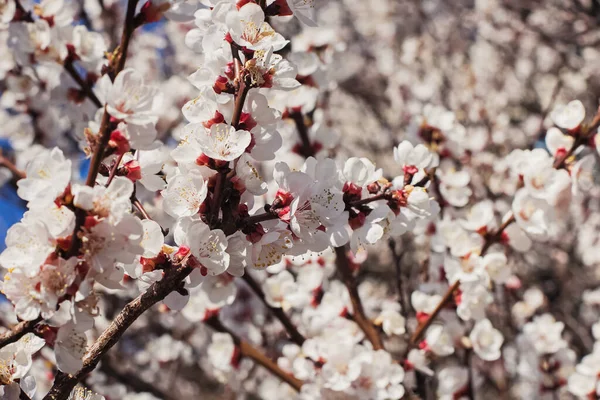Blühender Baum Brunches Nahaufnahme Frühling Natur Blumiger Hintergrund — Stockfoto