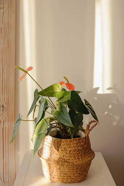 Planta de casa em cesta de vime à luz solar natural — Fotografia de Stock