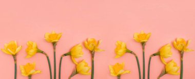 Pastel arka tarafında sarı nergis olan sınır..