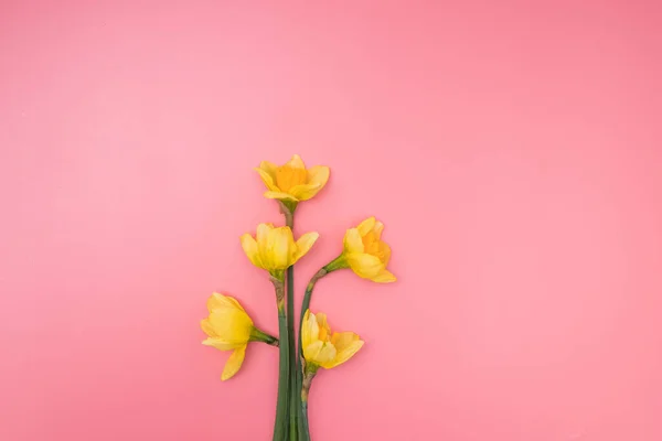 Žluté narcisy na růžovém zadečku, Den matek — Stock fotografie